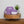 Laden Sie das Bild in den Galerie-Viewer, Hoppstar Artist blossom
