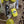 Laden Sie das Bild in den Galerie-Viewer, Hoppstar ROOKIE Mr. Smithy
