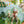 Laden Sie das Bild in den Galerie-Viewer, Folienballon Safari | Happy Birthday | 35x35 cm
