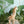 Laden Sie das Bild in den Galerie-Viewer, Stehender Folienballon | Giraffe | 49x114 cm

